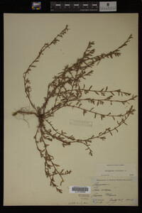 Polygonum aviculare image
