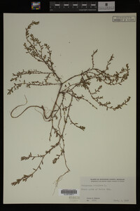 Polygonum aviculare image