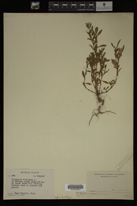 Polygonum aviculare image