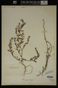 Polygonum aviculare image