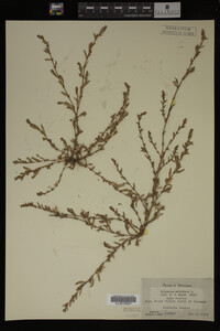 Polygonum aviculare image