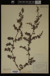 Polygonum aviculare image