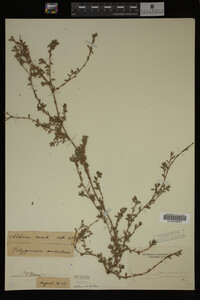 Polygonum aviculare image