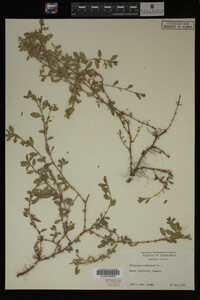 Polygonum aviculare image