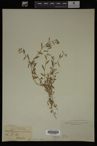 Polygonum aviculare image
