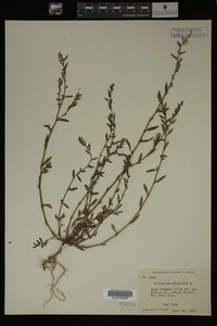 Polygonum aviculare image