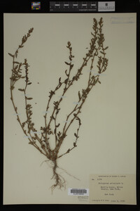Polygonum aviculare image