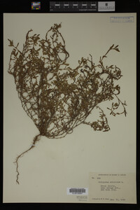 Polygonum aviculare image