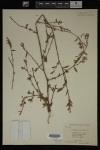 Polygonum aviculare image