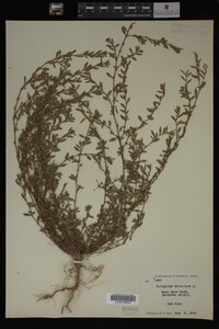 Polygonum aviculare image