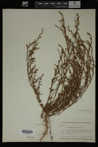 Polygonum aviculare image