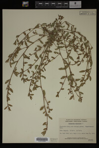 Polygonum aviculare image