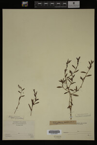 Polygonum aviculare image