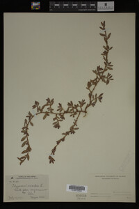 Polygonum aviculare image