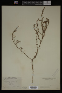 Polygonum aviculare image