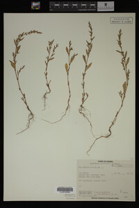 Polygonum aviculare image