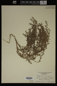 Polygonum aviculare image
