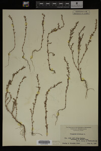 Polygonum aviculare image