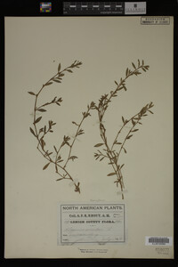 Polygonum aviculare image