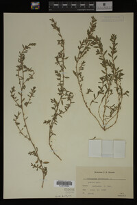 Polygonum aviculare image