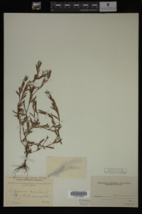 Polygonum aviculare image