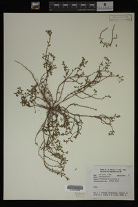 Polygonum aviculare image