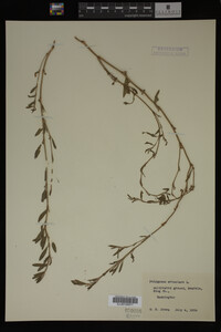 Polygonum aviculare image