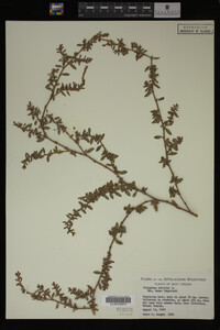 Polygonum aviculare image