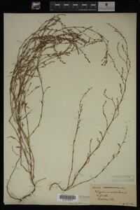Polygonum aviculare image