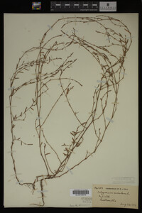 Polygonum aviculare image