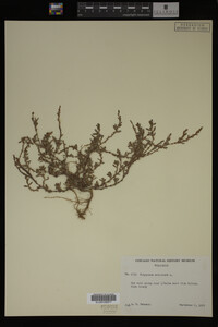 Polygonum aviculare image