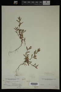 Polygonum aviculare image