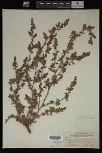 Image Associated With the Occurrence