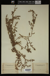 Polygonum aviculare image