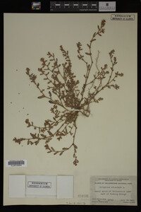 Polygonum aviculare image