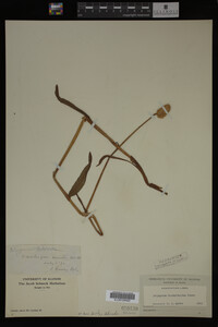 Image Associated With the Occurrence