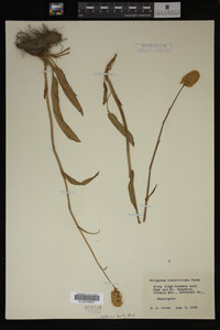 Image Associated With the Occurrence