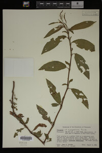 Image Associated With the Occurrence