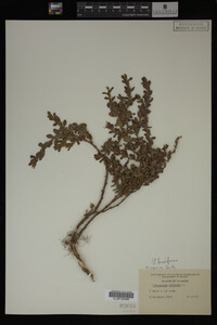 Image Associated With the Occurrence