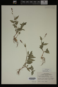 Image Associated With the Occurrence