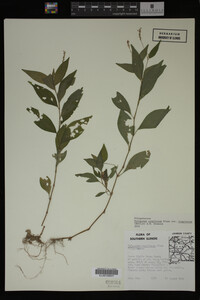 Image Associated With the Occurrence