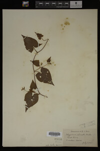 Image Associated With the Occurrence