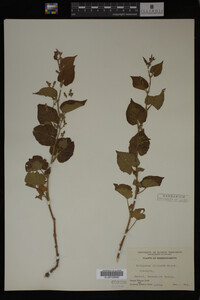 Image Associated With the Occurrence