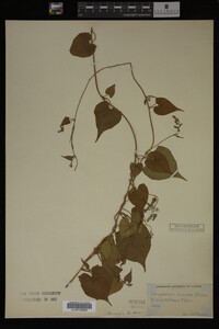 Image Associated With the Occurrence