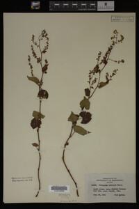 Image Associated With the Occurrence