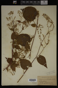 Image Associated With the Occurrence