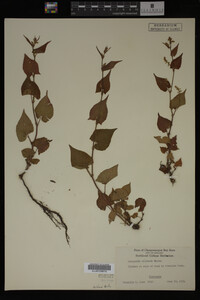Image Associated With the Occurrence