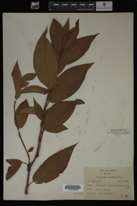 Image Associated With the Occurrence