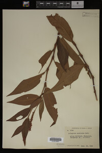 Image Associated With the Occurrence
