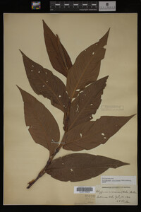 Image Associated With the Occurrence